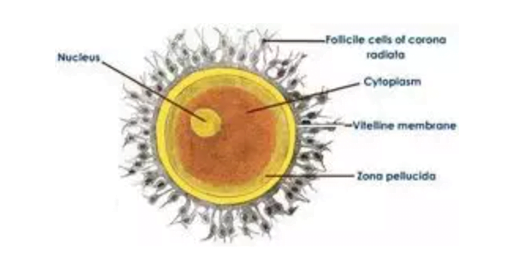 transfer citoplazme najnovija-inovacija-u-vto-postupku-transfer-citoplazme